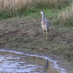 Egretta novaehollandiae at Jerrabomberra, ACT - 16 Apr 2023