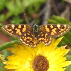 Oreixenica correae (Orange Alpine Xenica) at Cotter River, ACT - 14 Apr 2023 by JohnBundock