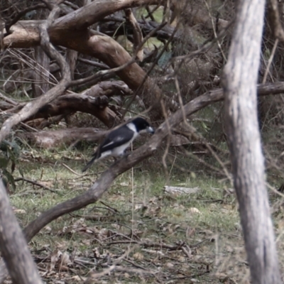 Cracticus torquatus (Grey Butcherbird) at Green Cape, NSW - 15 Apr 2023 by JimL