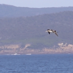 Morus serrator (Australasian Gannet) at Green Cape, NSW - 15 Apr 2023 by JimL
