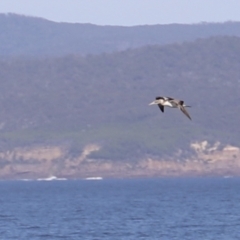 Morus serrator (Australasian Gannet) at Green Cape, NSW - 15 Apr 2023 by JimL