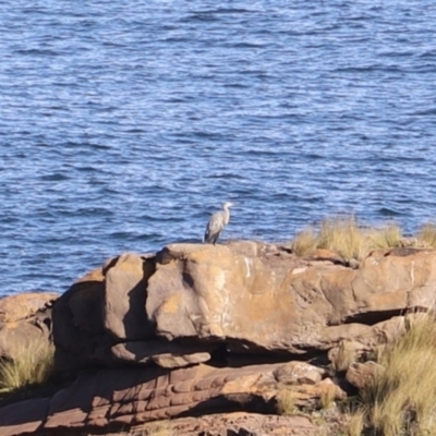 Egretta novaehollandiae (White-faced Heron) at Green Cape, NSW - 15 Apr 2023 by JimL