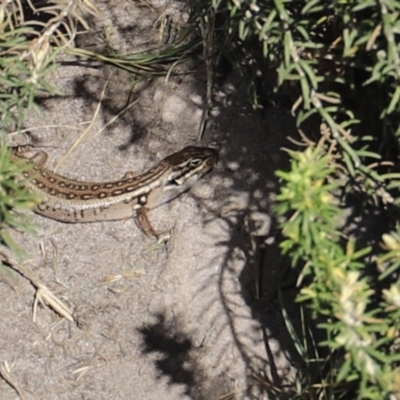 Liopholis whitii (White's Skink) at Green Cape, NSW - 14 Apr 2023 by JimL