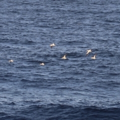 Morus serrator (Australasian Gannet) at Green Cape, NSW - 14 Apr 2023 by JimL