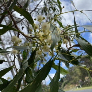 Acacia implexa at Wamboin, NSW - 4 Feb 2023 03:17 PM