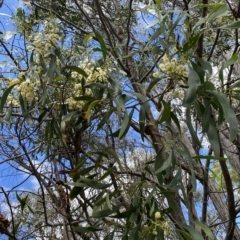 Acacia implexa at Wamboin, NSW - 4 Feb 2023 03:17 PM