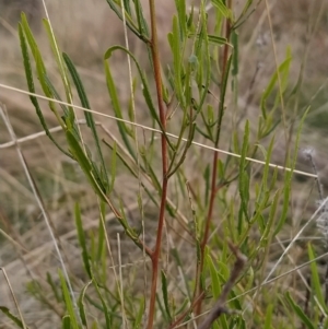 Dodonaea viscosa at Fadden, ACT - 16 Apr 2023 04:34 PM