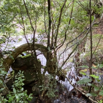 Callicoma serratifolia (Black Wattle, Butterwood, Tdgerruing) at Fitzroy Falls, NSW - 2 Apr 2023 by Tapirlord