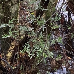 Eucryphia moorei (Pinkwood/Plumwood) at Fitzroy Falls, NSW - 2 Apr 2023 by Tapirlord