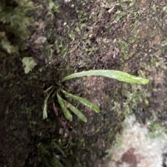 Notogrammitis billardierei (Finger Fern) at Fitzroy Falls, NSW - 2 Apr 2023 by Tapirlord