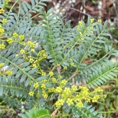 Acacia terminalis (Sunshine Wattle) at Fitzroy Falls, NSW - 2 Apr 2023 by Tapirlord