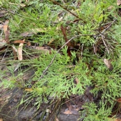 Isopogon anemonifolius (Common Drumsticks) at Fitzroy Falls, NSW - 2 Apr 2023 by Tapirlord