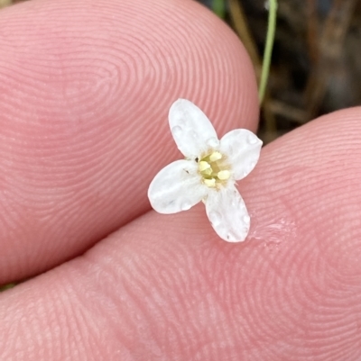 Mitrasacme polymorpha (Varied Mitrewort) at Fitzroy Falls, NSW - 2 Apr 2023 by Tapirlord