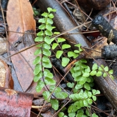 Lindsaea linearis (Screw Fern) at Fitzroy Falls, NSW - 2 Apr 2023 by Tapirlord