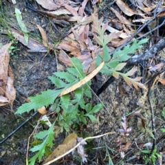 Lomatia ilicifolia (Holly Lomatia) at Fitzroy Falls, NSW - 2 Apr 2023 by Tapirlord