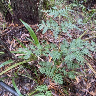 Pteridium esculentum (Bracken) at Fitzroy Falls, NSW - 2 Apr 2023 by Tapirlord