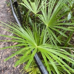 Livistona australis (Australian Cabbage Palm) at Fitzroy Falls, NSW - 2 Apr 2023 by Tapirlord