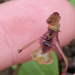 Chiloglottis sylvestris (Small Wasp Orchid) at Fitzroy Falls, NSW - 2 Apr 2023 by Tapirlord