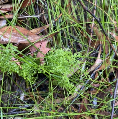 Lindsaea microphylla (Lacy Wedge-fern) at Barrengarry, NSW - 2 Apr 2023 by Tapirlord