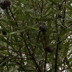 Hakea dactyloides (Finger Hakea) at Barrengarry, NSW - 2 Apr 2023 by Tapirlord