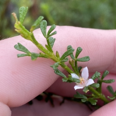 Boronia anemonifolia subsp. anemonifolia at Barrengarry, NSW - 2 Apr 2023 by Tapirlord