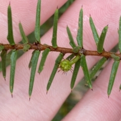 Acacia ulicifolia (Prickly Moses) at Barrengarry, NSW - 2 Apr 2023 by Tapirlord