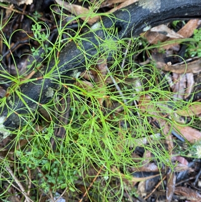 Caustis flexuosa (Curly Wigs) at Barrengarry, NSW - 2 Apr 2023 by Tapirlord