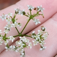 Platysace linearifolia (Narrow-leaved Platysace) at Barrengarry, NSW - 2 Apr 2023 by Tapirlord