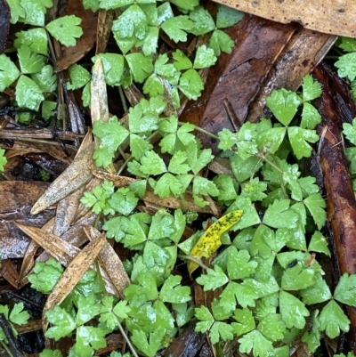 Hydrocotyle tripartita (Pennywort) at Barrengarry, NSW - 2 Apr 2023 by Tapirlord