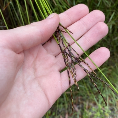 Lepidosperma urophorum (Tailed Rapier-sedge) at Wildes Meadow, NSW - 2 Apr 2023 by Tapirlord