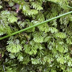 Hymenophyllum cupressiforme (Common Filmy Fern) at Wildes Meadow, NSW - 2 Apr 2023 by Tapirlord