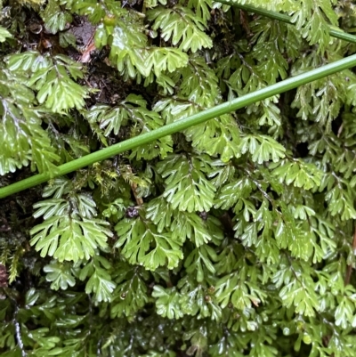 Hymenophyllum cupressiforme (Common Filmy Fern) at Wildes Meadow, NSW - 2 Apr 2023 by Tapirlord