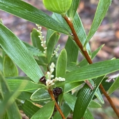 Leucopogon affinis (Lance Beard-heath) at Wildes Meadow, NSW - 2 Apr 2023 by Tapirlord