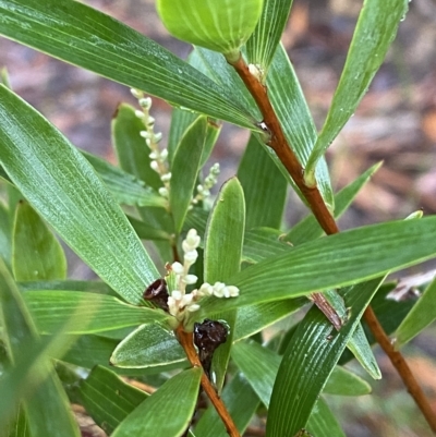 Leucopogon affinis (Lance Beard-heath) at Wildes Meadow, NSW - 2 Apr 2023 by Tapirlord