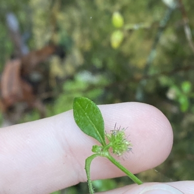 Opercularia varia (Variable Stinkweed) at Wildes Meadow, NSW - 2 Apr 2023 by Tapirlord