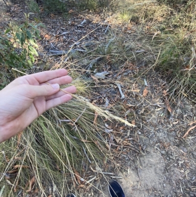 Rytidosperma pallidum (Red-anther Wallaby Grass) at Acton, ACT - 17 Mar 2023 by Tapirlord