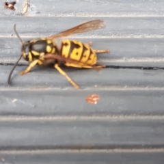 Vespula germanica (German Yellowjacket Wasp (also known as European Wasp)) at Yaouk, NSW - 11 Apr 2023 by JARS