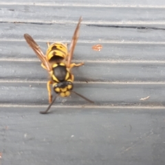 Vespula germanica at Yaouk, NSW - 11 Apr 2023