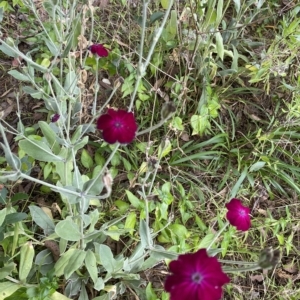 Silene coronaria at Wamboin, NSW - 4 Feb 2023