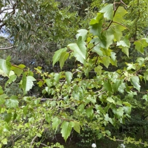 Crataegus laevigata at Wamboin, NSW - 4 Feb 2023