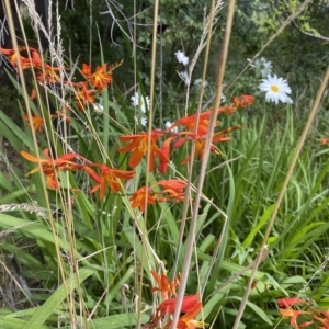 Crocosmia x crocosmiiflora at Wamboin, NSW - 4 Feb 2023