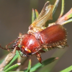 Melolonthinae sp. (subfamily) (Cockchafer) at Manar, NSW - 14 Apr 2023 by Harrisi