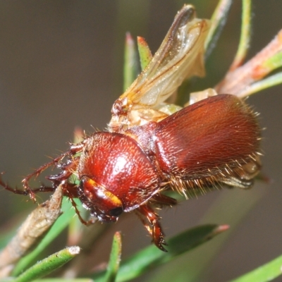 Melolonthinae sp. (subfamily) (Cockchafer) at Manar, NSW - 14 Apr 2023 by Harrisi