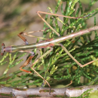 Archimantis sp. (genus) at Stromlo, ACT - 15 Apr 2023 by Harrisi