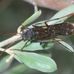 Thynninae (subfamily) (Smooth flower wasp) at Larbert, NSW - 14 Apr 2023 by Harrisi