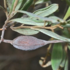 Thynninae (subfamily) at Larbert, NSW - 14 Apr 2023