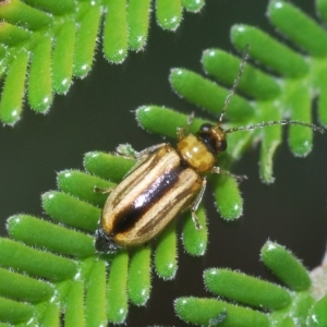 Monolepta froggatti at Mulloon, NSW - 14 Apr 2023