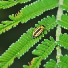 Monolepta froggatti at Mulloon, NSW - 14 Apr 2023