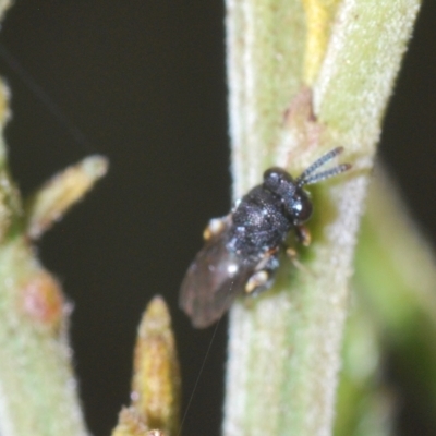 Chalcididae (family) (Unidentified chalcid wasp) at Mulloon, NSW - 14 Apr 2023 by Harrisi