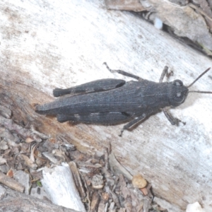 Cirphula pyrrhocnemis at Stromlo, ACT - 15 Apr 2023